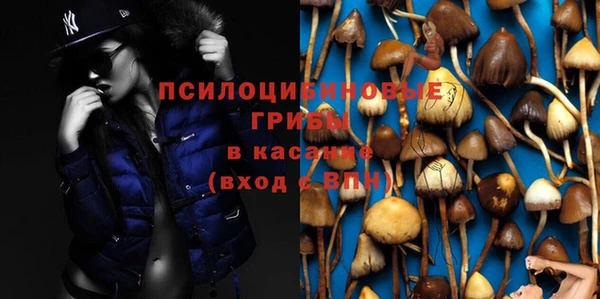 прущие грибы Алзамай